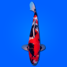 Carpa Koi Showa Giappone 2025