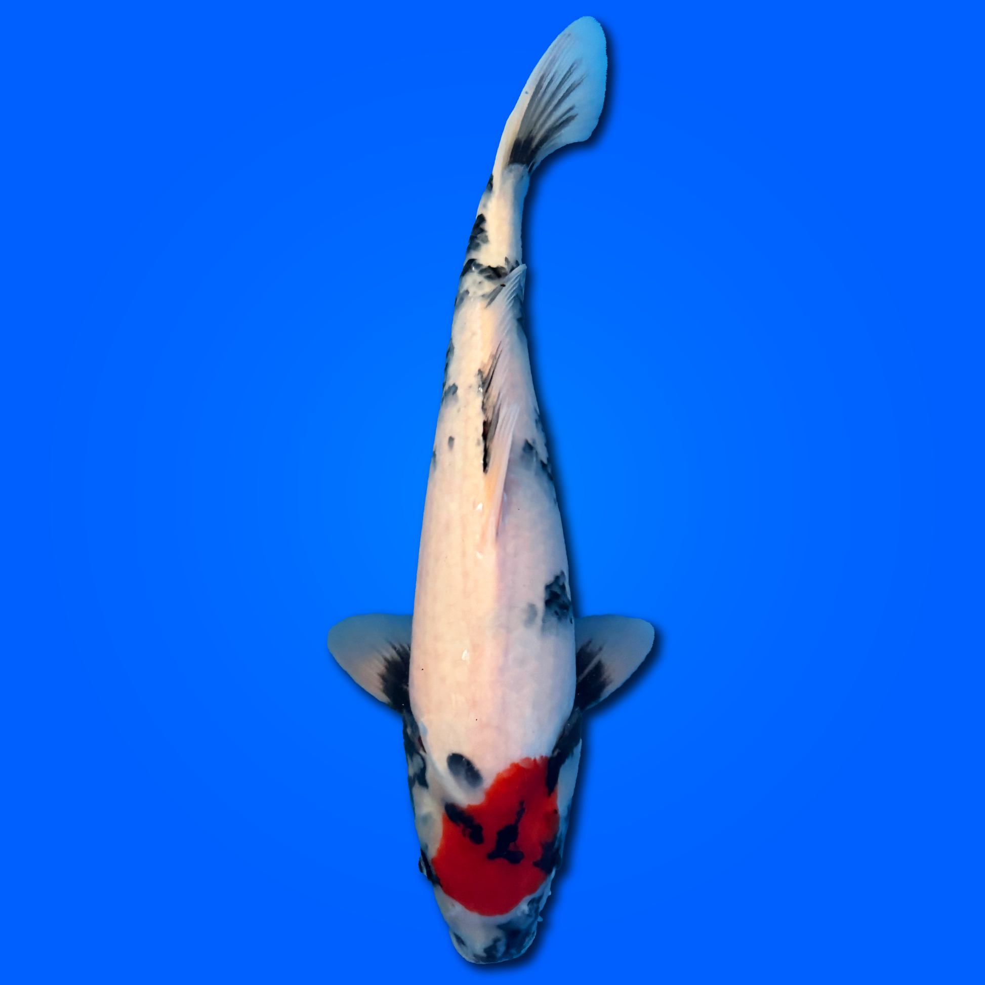 Carpa Koi Tancho Showa (Giappone 2025)