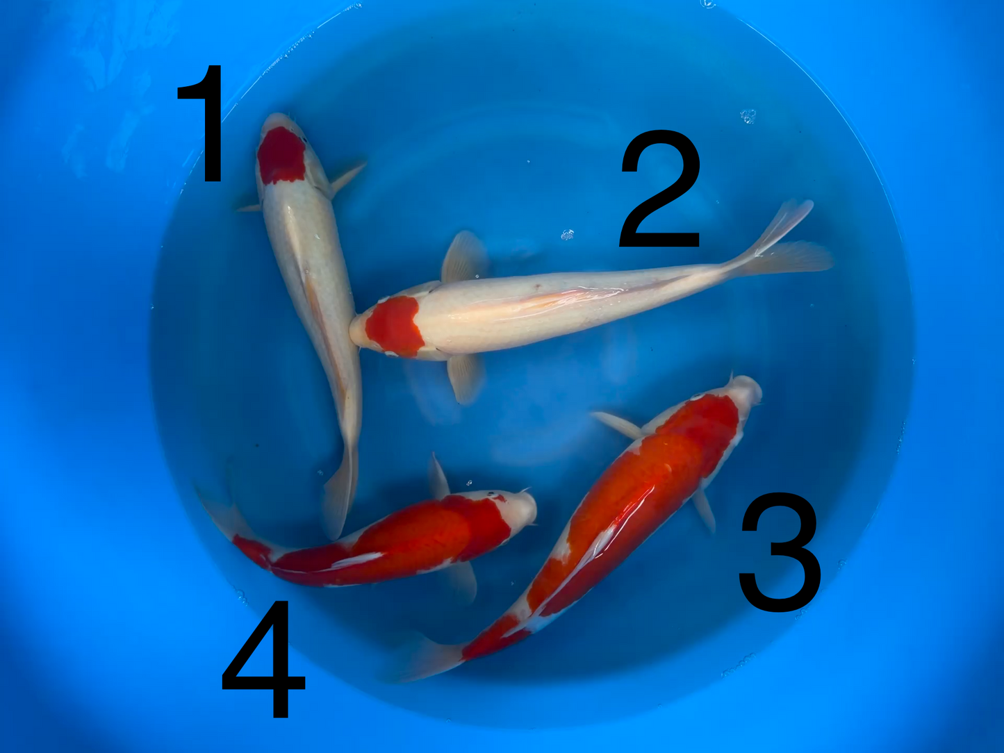 Carpe Koi — Box A (Giappone 2025)