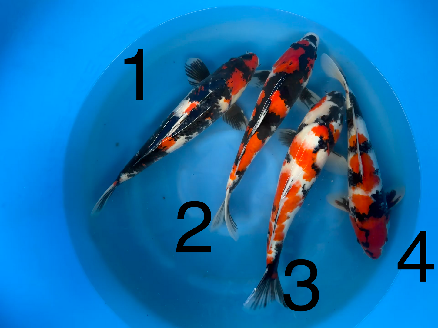 Carpe Koi — Box B (Giappone 2025)