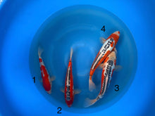 Carpe Koi — Box C (Giappone 2025)