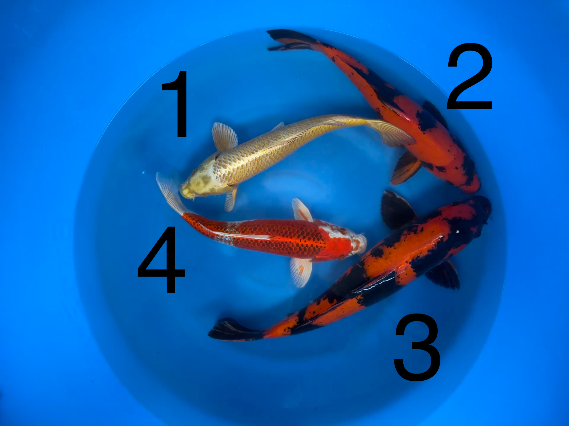 Carpe Koi — Box D (Giappone 2025)