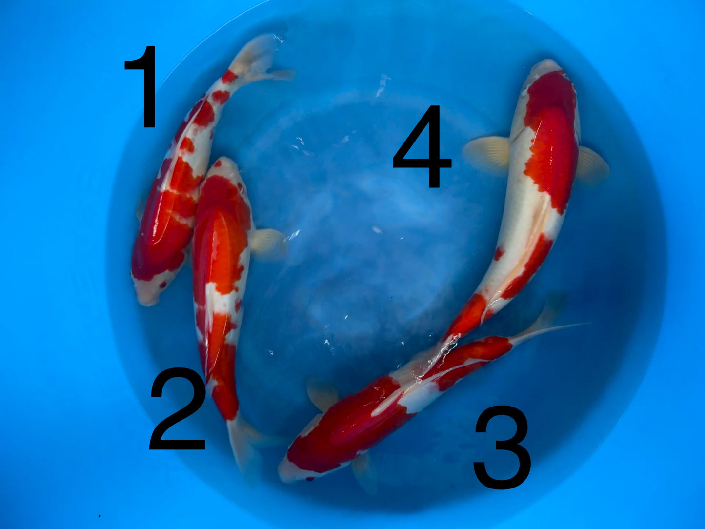 Carpe Koi — Box E (Giappone 2025)