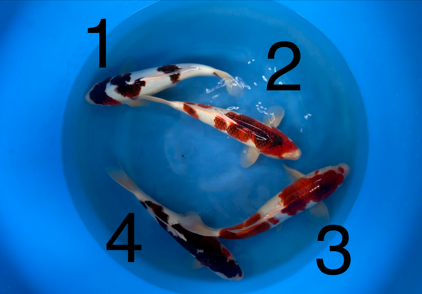 Carpe Koi — Box F (Giappone 2025)