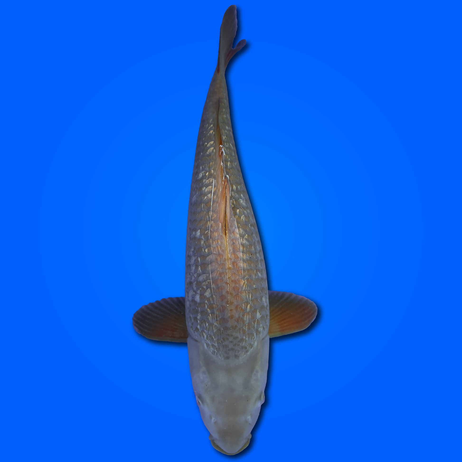 Carpa Koi Chagoi Ginrin - Selezione Giappone 2025