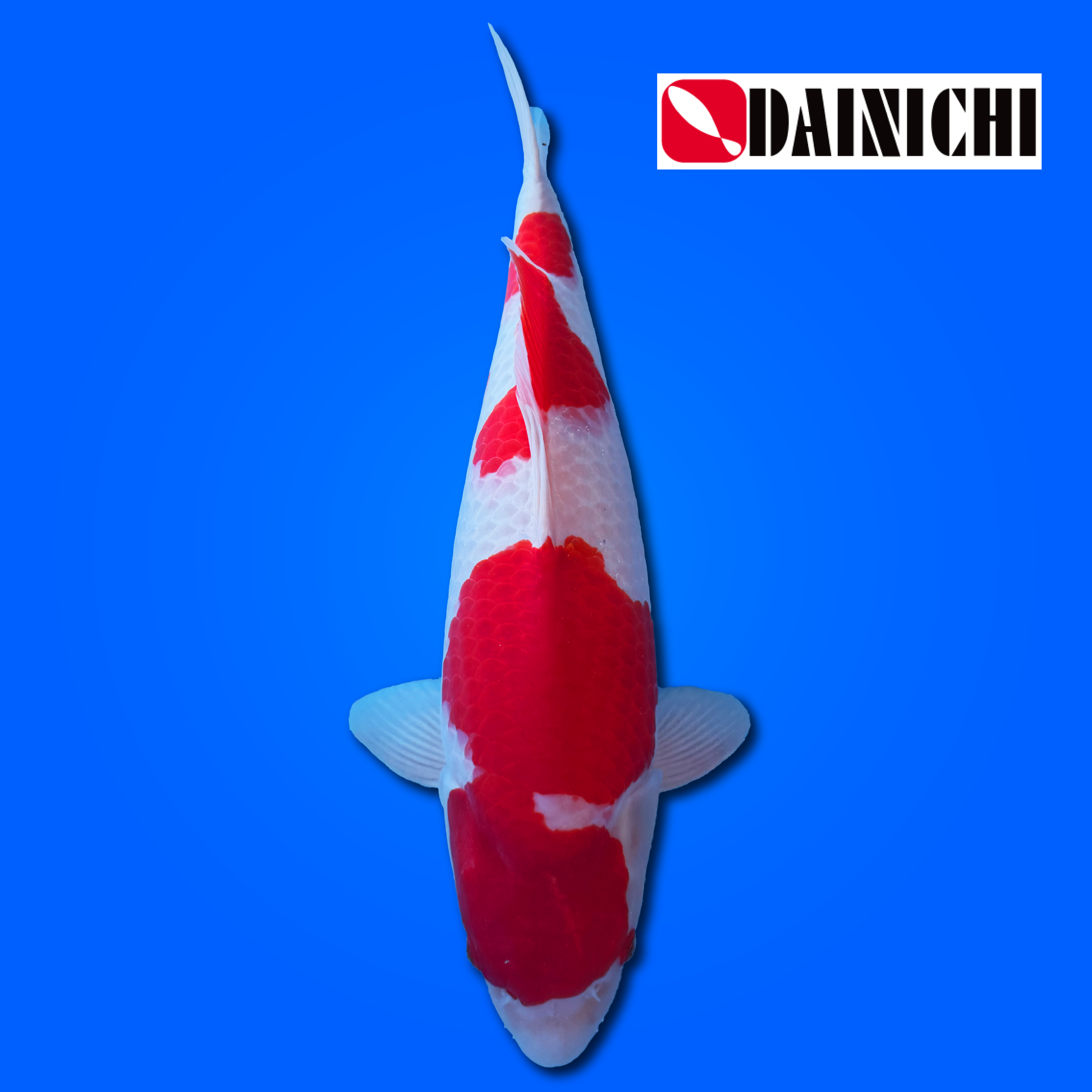 Carpa Koi Kohaku - Selezione Giappone 2025