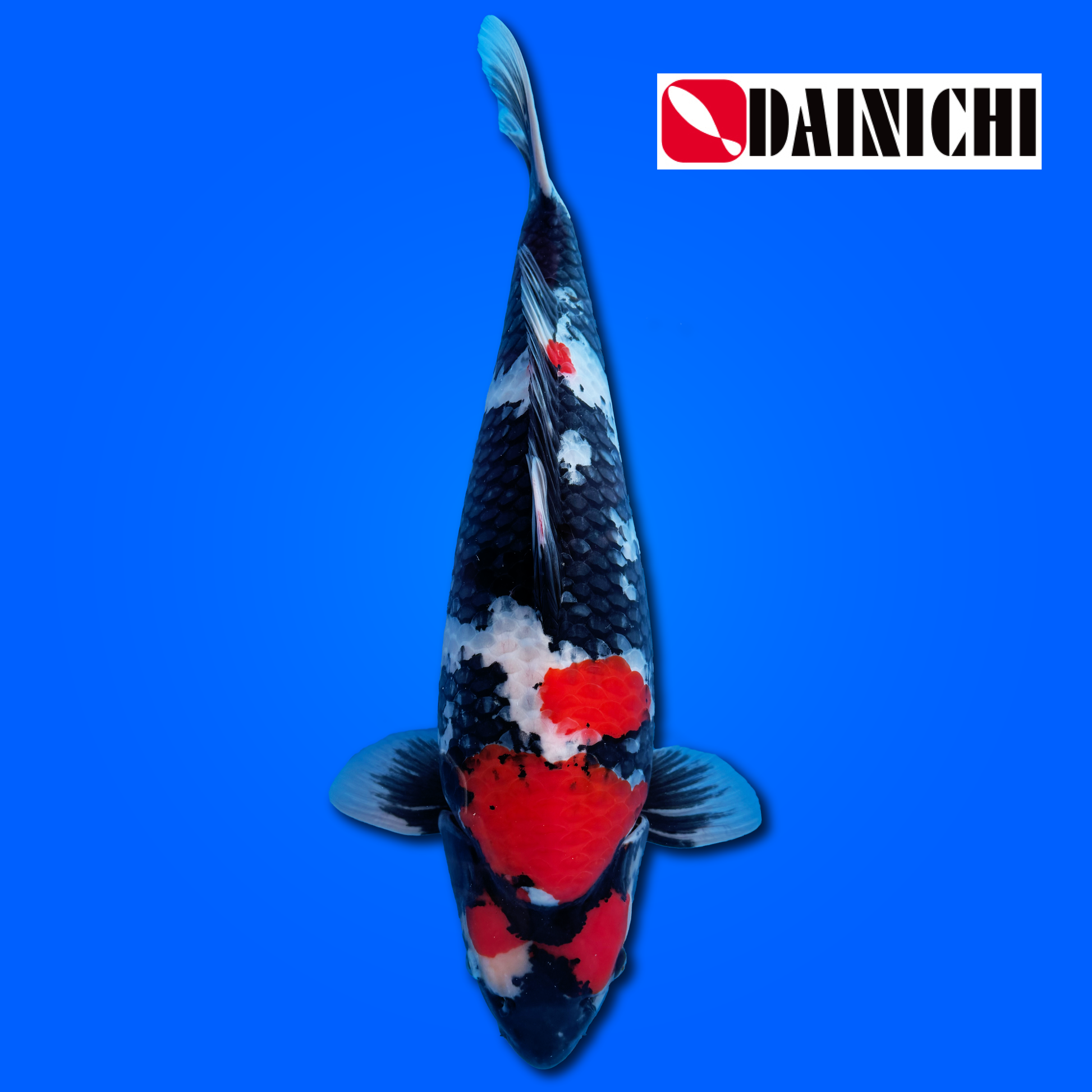 Carpa Koi Showa - Selezione Giappone 2025