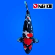 Carpa Koi Showa - Selezione Giappone 2025