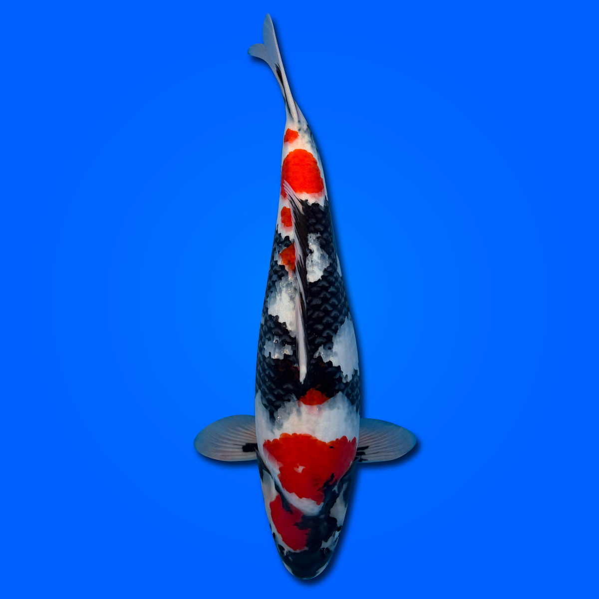 Carpa Koi Showa KAS26001 - 57 cm - Femmina - Giappone ottobre 2026