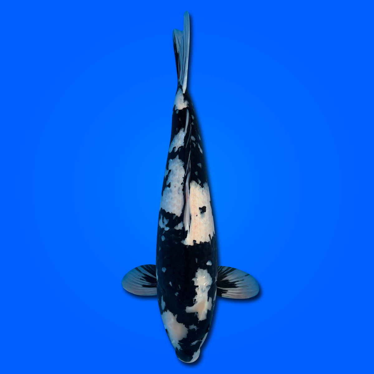 Carpa Koi Shiro Utsuri KAS26002 - 70 cm - Femmina - Giappone ottobre 2026