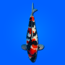 Carpa Koi Showa KAS26003 - 70 cm - Femmina - Giappone ottobre 2026
