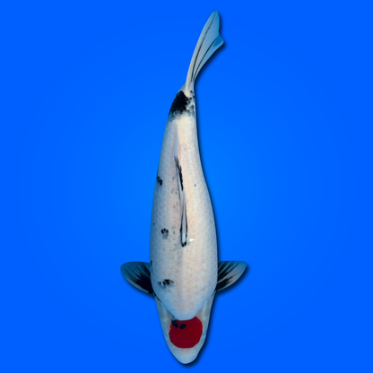 Carpa Koi Tancho Showa KAS26004 - 60 cm - Femmina - Giappone ottobre 2026