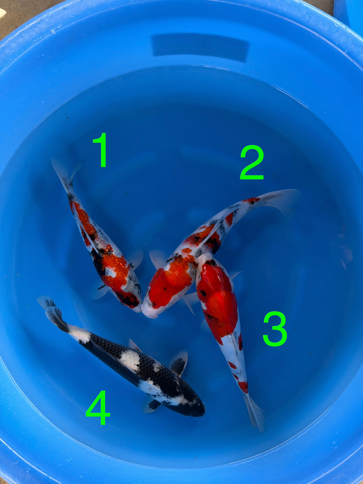 Mix Box A - 4 carpe koi Nisai 35–42 cm - KAS26005 - Giappone ottobre 2026