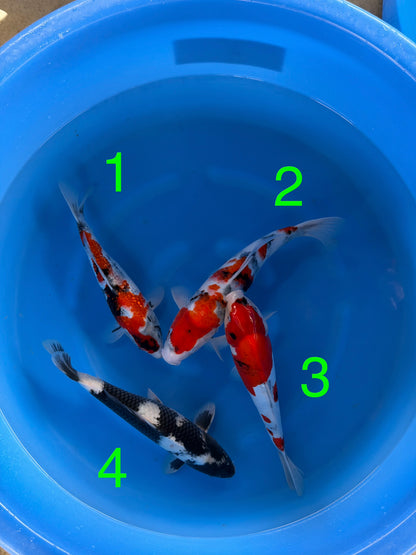 Mix Box A - 4 carpe koi Nisai 35–42 cm - KAS26005 - Giappone ottobre 2026