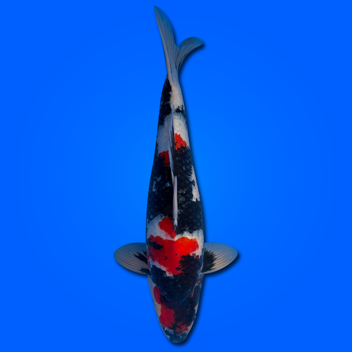 Carpa Koi Showa KAS26007 - 60 cm - Maschio - Giappone ottobre 2026