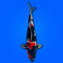 Carpa Koi Showa KAS26007 - 60 cm - Maschio - Giappone ottobre 2026