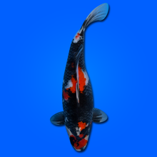 Carpa Koi Showa KAS26008 - 55 cm - Femmina - Giappone ottobre 2026