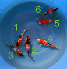 Carpe Koi - Box A (Giappone 2026 febbraio)