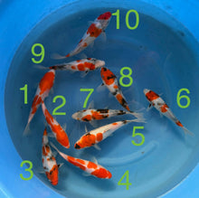 Carpe Koi - Box B (Giappone 2026 febbraio)