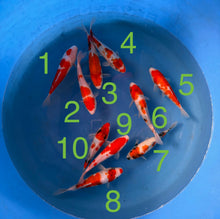 Carpe Koi - Box C (Giappone 2026 febbraio)