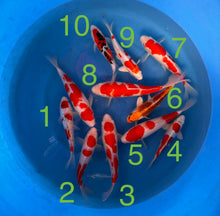 Carpe Koi - Box D (Giappone 2026 febbraio)