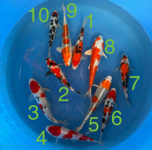 Carpe Koi - Box E (Giappone 2026 febbraio)