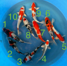 Carpe Koi - Box F (Giappone 2026 febbraio)