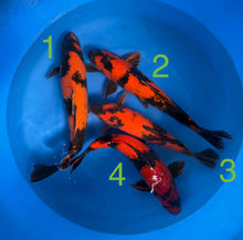 Carpe Koi - Box G (Giappone 2026 febbraio)