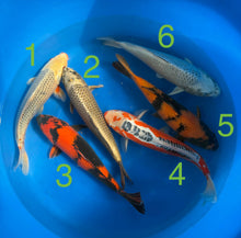 Carpe Koi - Box I (Giappone 2026 febbraio)