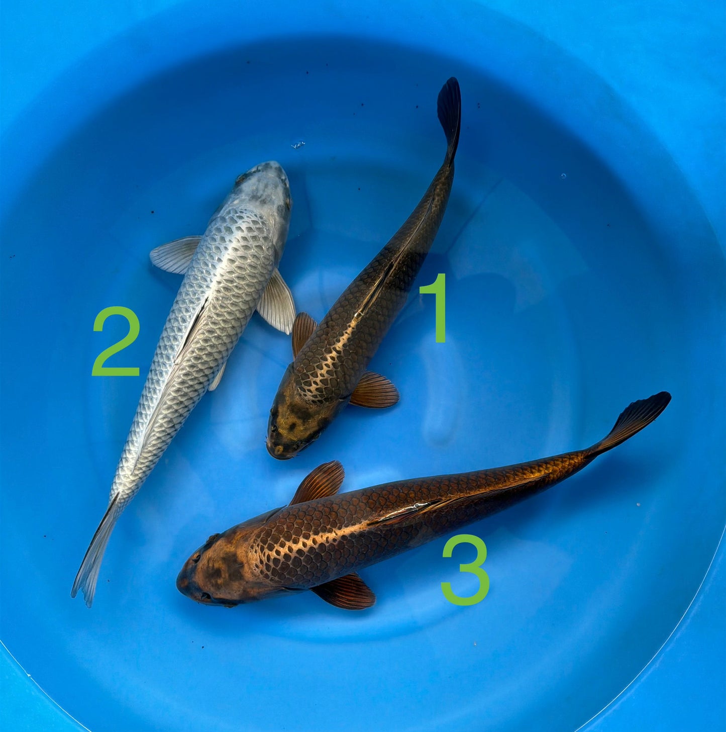 Carpe Koi - Box J (Giappone 2026 febbraio)