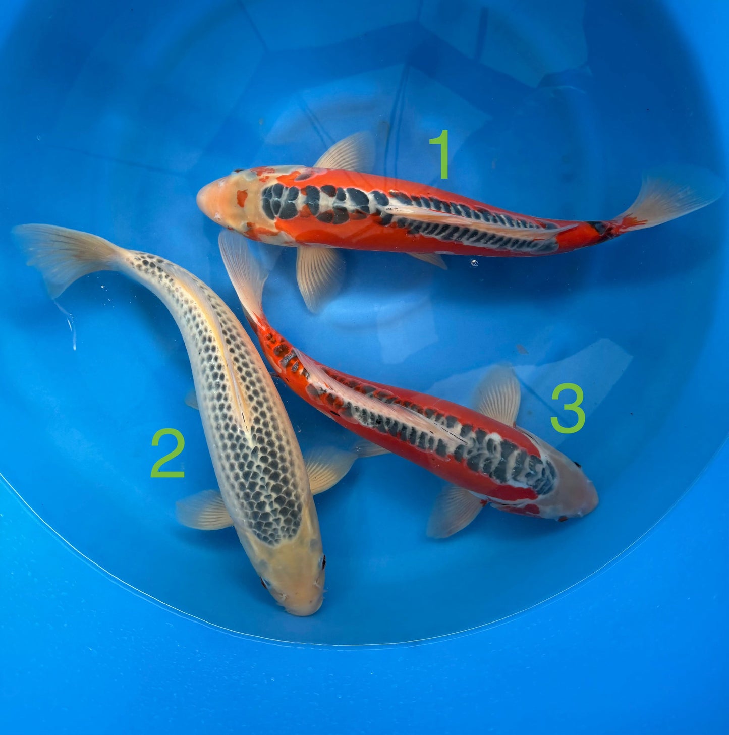 Carpe Koi - Box K (Giappone 2026 febbraio)