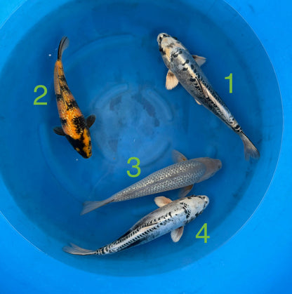 Carpe Koi - Box L (Giappone 2026 febbraio)