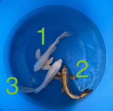 Carpe Koi - Box O (Giappone 2026 febbraio)