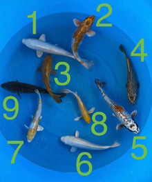 Carpe Koi - Box R (Giappone 2026 febbraio)