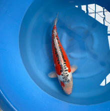 Carpa Koi Hi Shusui - Giappone Febbraio 2026