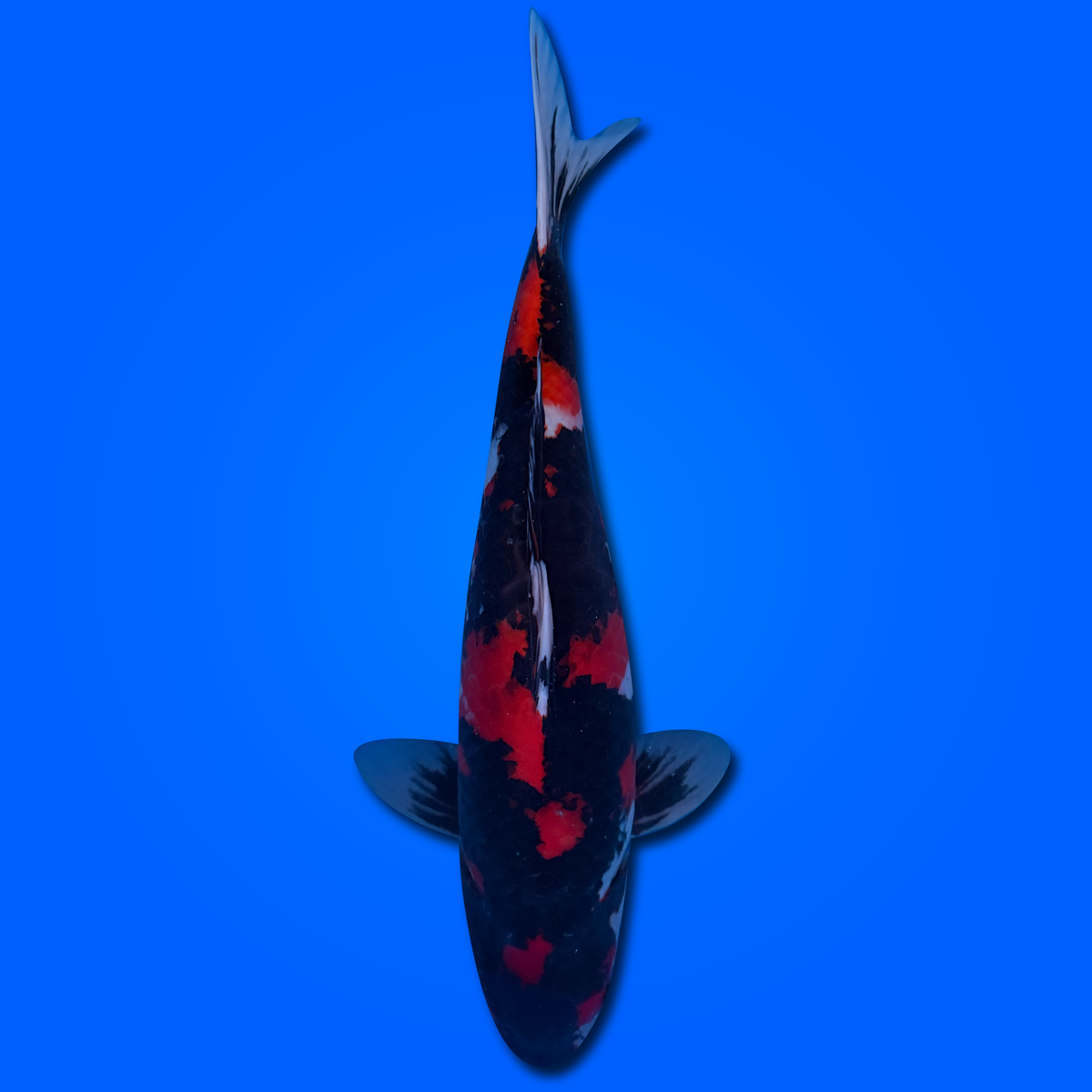 Carpa Koi Showa MRS26002 - 60 cm - Femmina - Giappone ottobre 2026