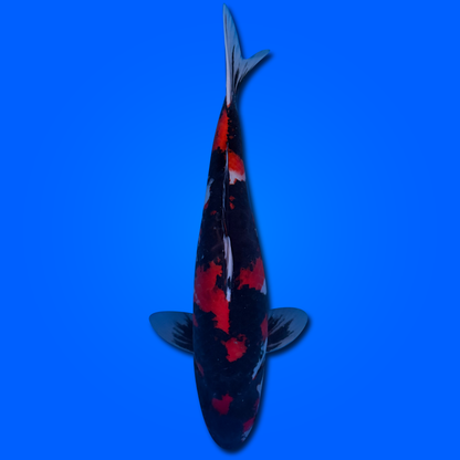Carpa Koi Showa MRS26002 - 60 cm - Femmina - Giappone ottobre 2026