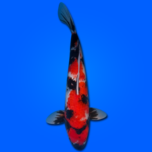 Carpa Koi Showa MRS26003 - 58 cm - Femmina - Giappone ottobre 2026