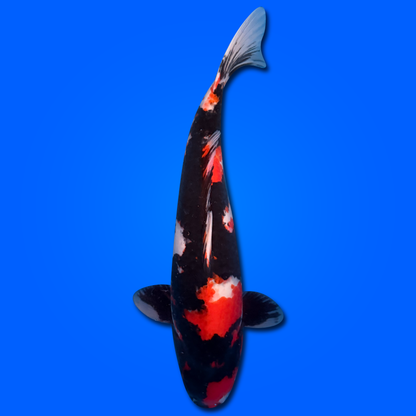 Carpa Koi Showa MRS26004 - 55 cm - Femmina - Giappone ottobre 2026