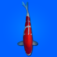 Carpa Koi Kohaku MRS26005 - 60 cm - Femmina - Giappone ottobre 2026