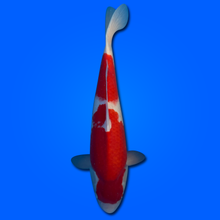 Carpa Koi Kohaku MRS26006 - 55 cm - Femmina - Giappone ottobre 2026