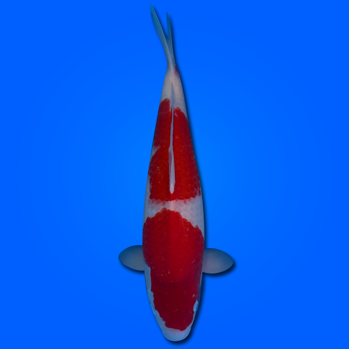 Carpa Koi Kohaku MRS26007 - 58 cm - Femmina - Giappone ottobre 2026
