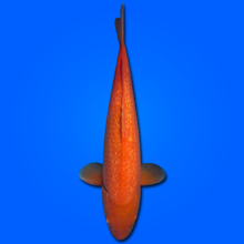 Carpa Koi Orange MRS26008 - 62 cm - Maschio - Giappone ottobre 2026