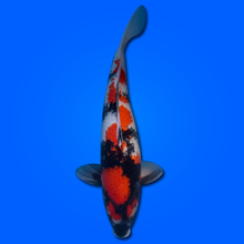 Carpa Koi Showa MRS26009 - 53 cm - Femmina - Giappone ottobre 2026