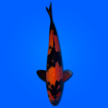 Carpa Koi Hi Utsuri MRS26011 - 48 cm - Femmina - Giappone ottobre 2026
