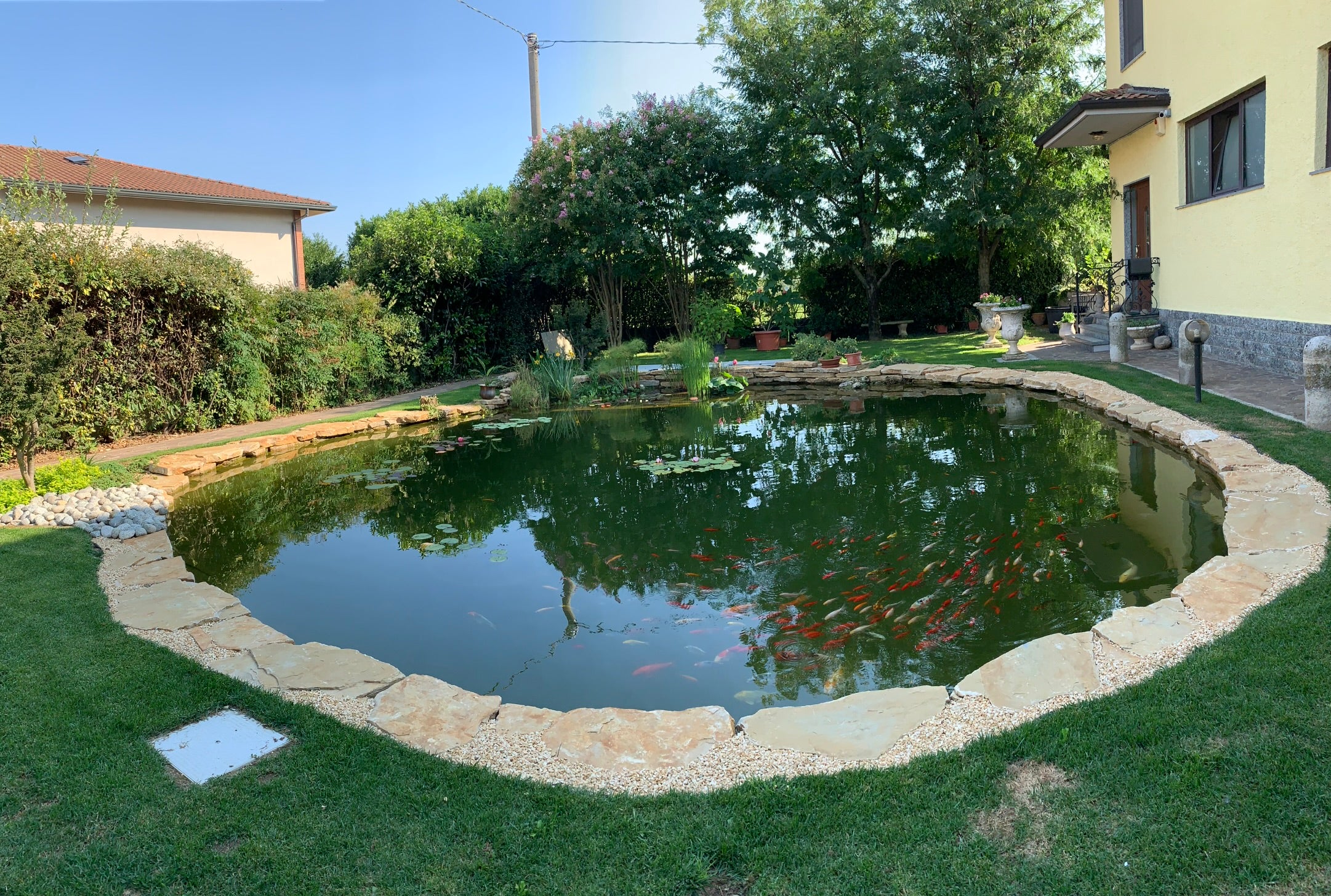 Giardino acquatico Koi Pond con piante e Carpe Koi