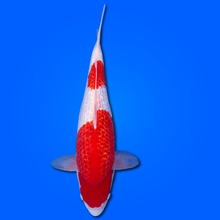 Carpa Koi Ginrin Kohaku - Selezione Giappone 2025