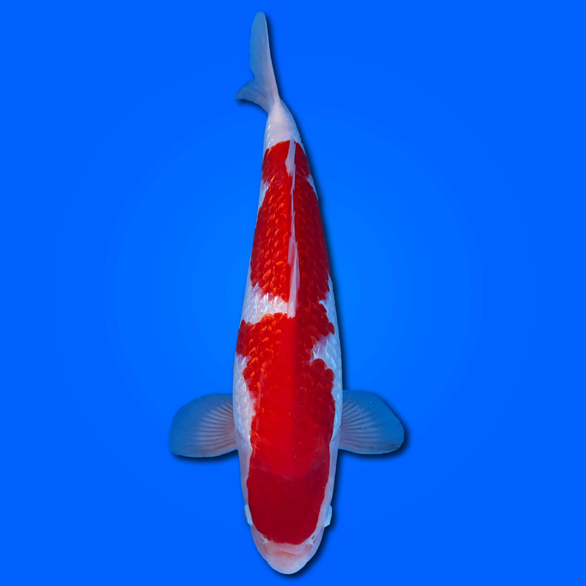 Carpa Koi Ginrin Kohaku - Selezione Giappone 2025