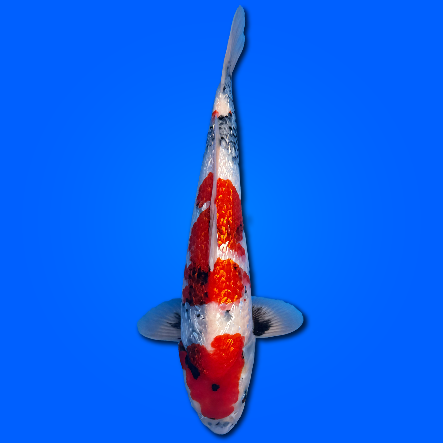 Carpa Koi Ginrin Showa - Selezione Giappone 2025