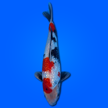 Carpa Koi Ginrin Showa - Selezione Giappone 2025